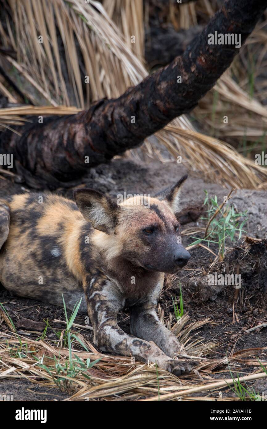 Ein afrikanischer Wildhund (Lycaon pictus), ein gefährdetes Tier, legt sich auf den Boden, der in der Jao-Konzession, Wildlife, Okavango-Delta in Botswana ruht Stockfoto
