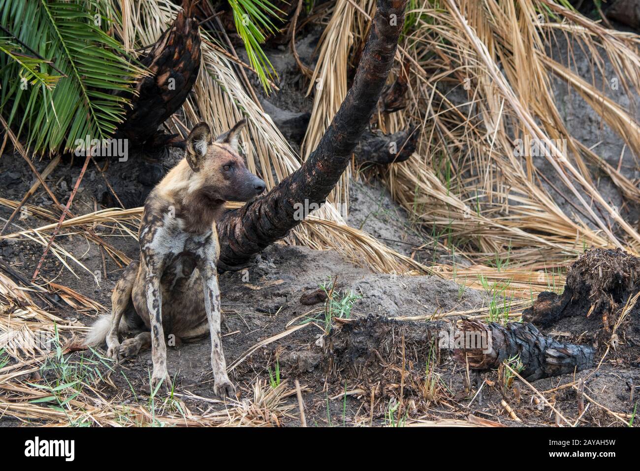 Ein afrikanischer Wildhund (Lycaon pictus), ein gefährdetes Tier, sucht Beute in der Jao Concession, Wildlife, Okavango-Delta in Botswana. Stockfoto