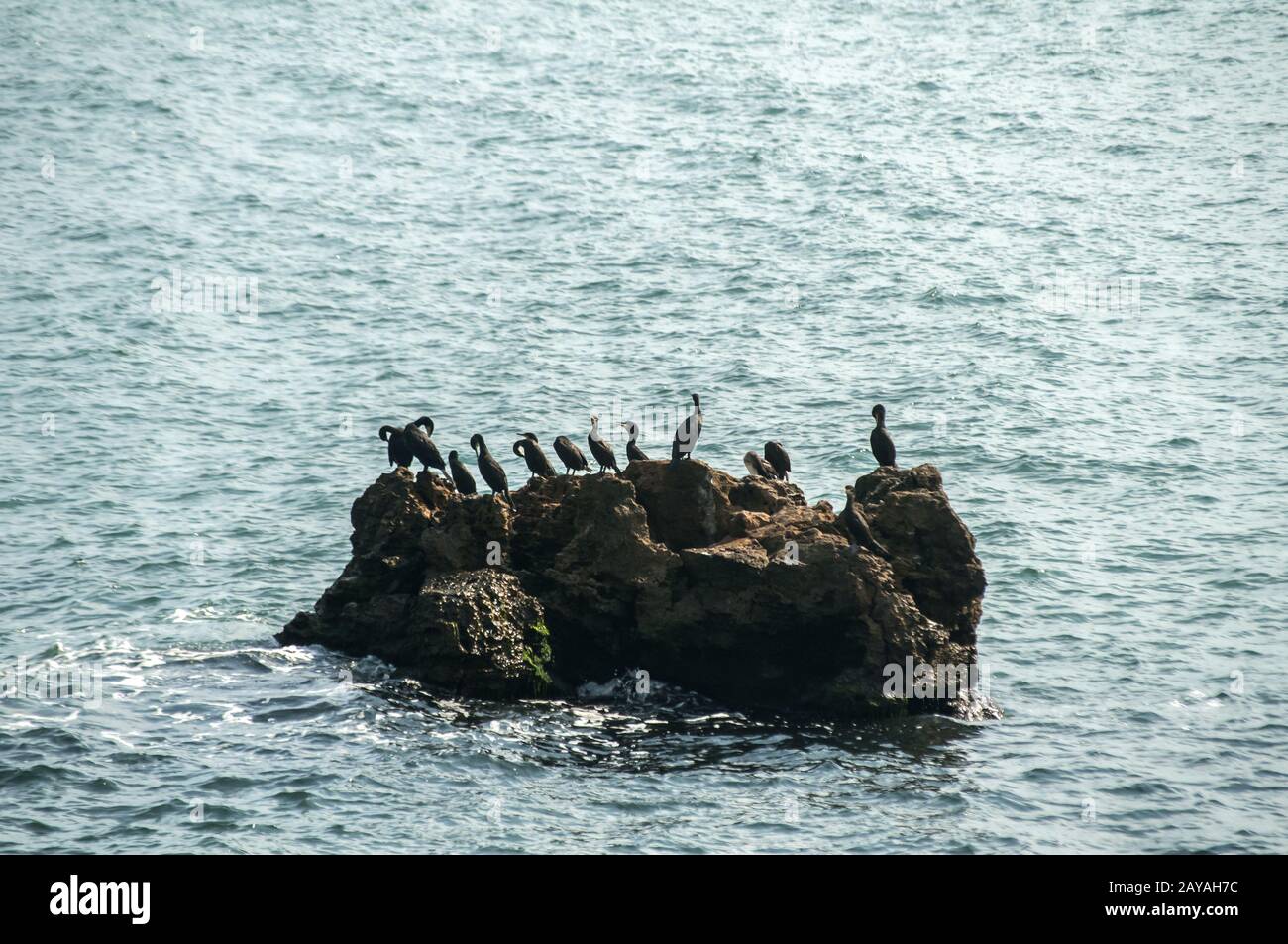 Eine Gruppe von großen schwarzen Kormoran Vögel ruht auf einem Felsen unter Meer Stockfoto