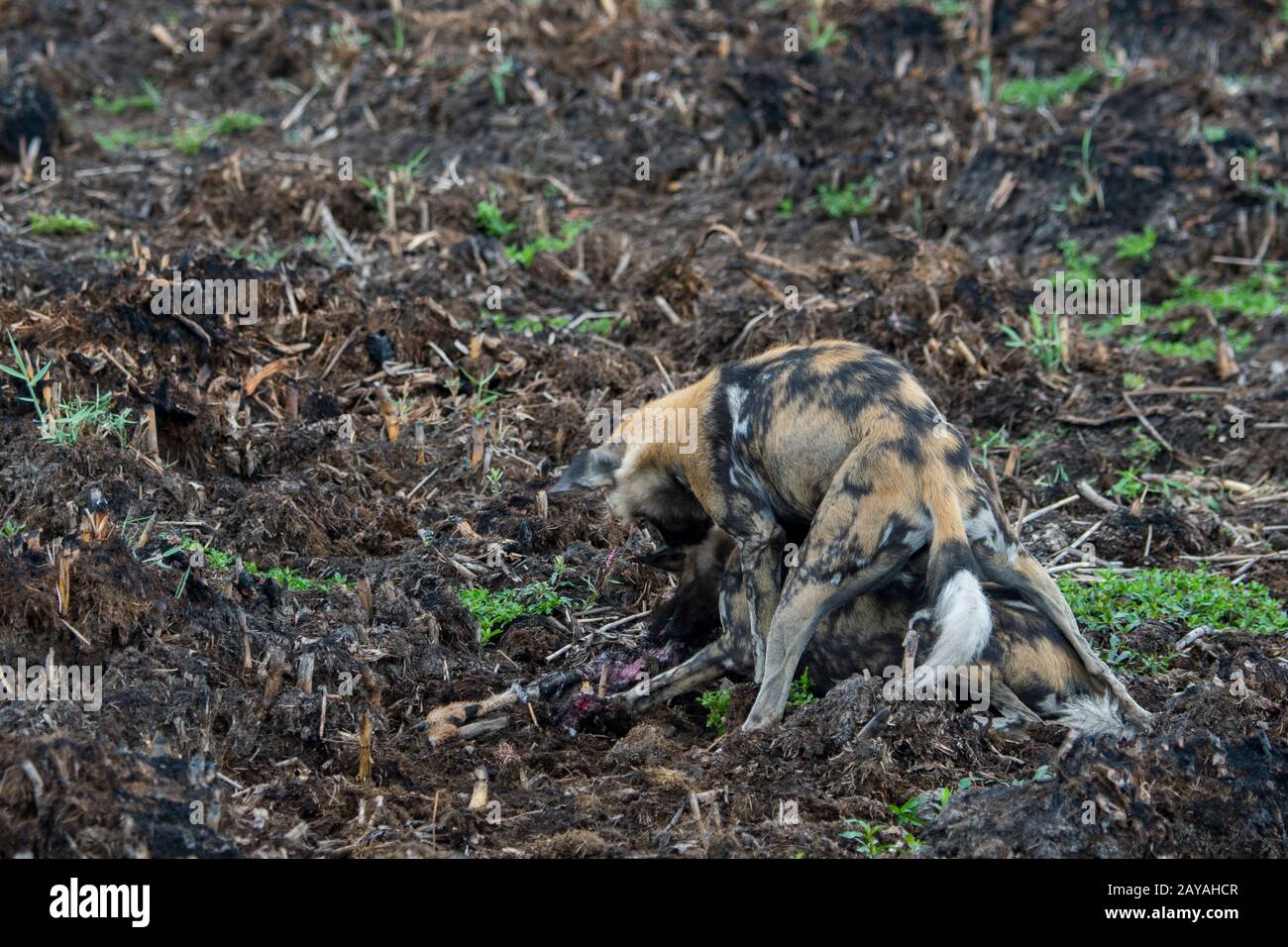 African wild dog mating Fotos und Bildmaterial in hoher Auflösung Alamy