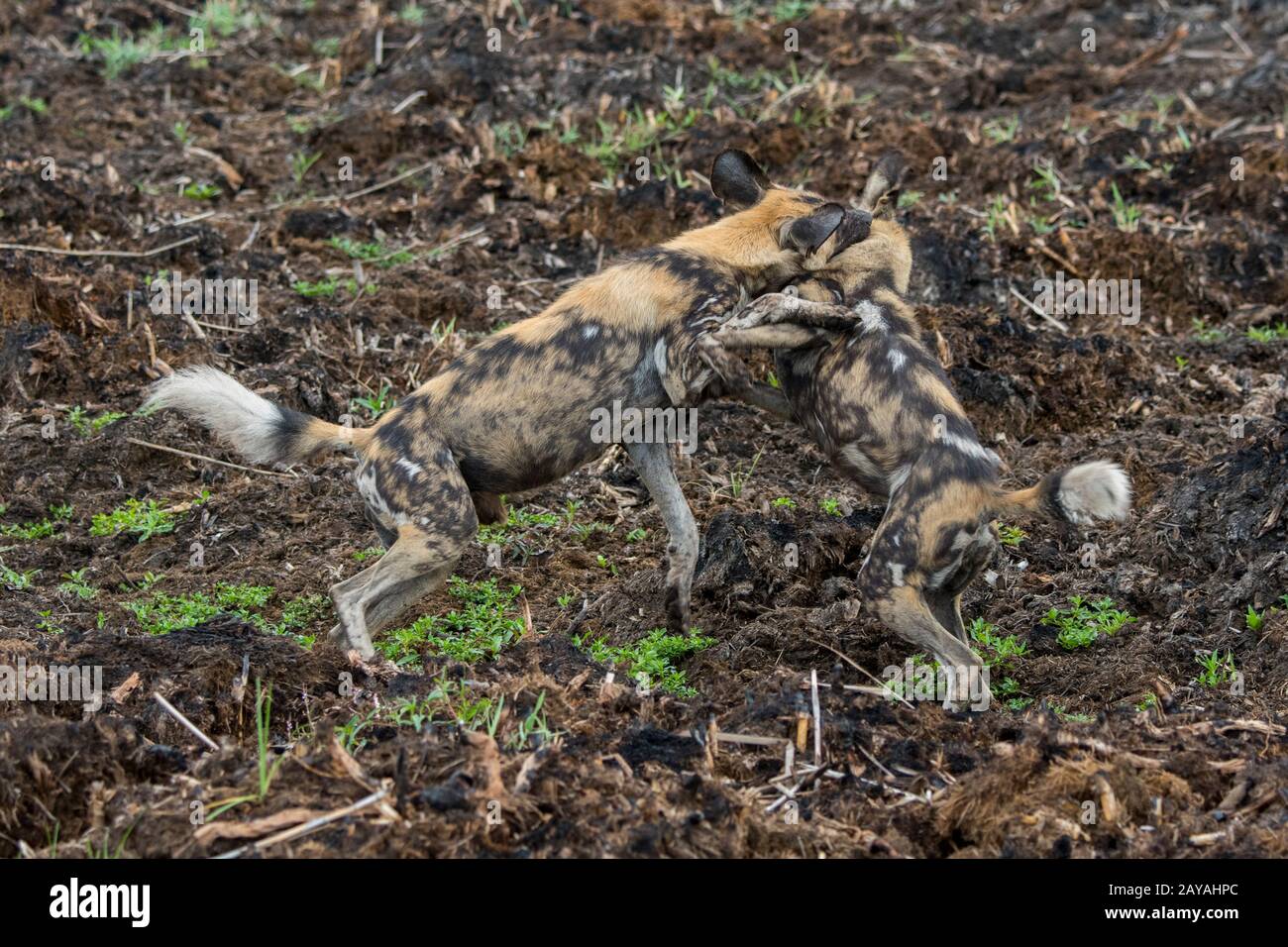 African wild dog mating Fotos und Bildmaterial in hoher Auflösung Alamy