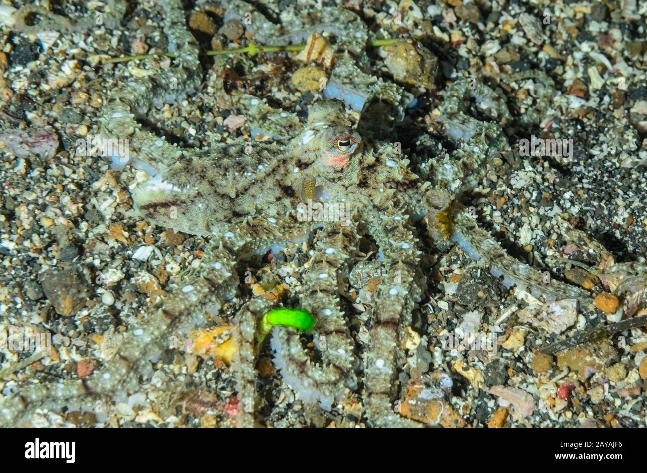 Weiß V Octopus, Abdopus sp., Lembeh Strait, Nord Sulawesi, Indonesien, Pazifik Stockfoto