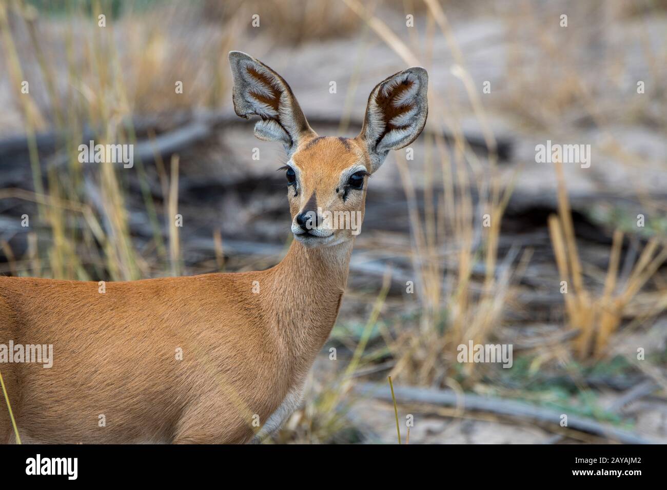 Nahaufnahme eines weiblichen Steenbok (Raphicerus campestris) in der Jao-Konzessionierung, Okavango-Delta in Botswana. Stockfoto