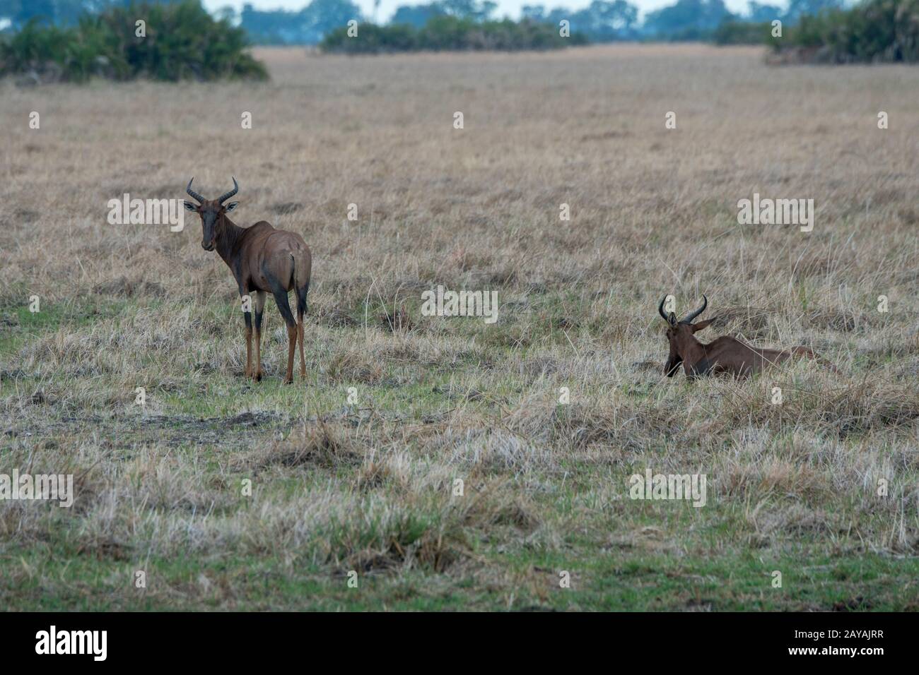 Tsesebes (Damaliscus lunatus) in der Jao-Konzession, Okavango-Delta in Botswana. Stockfoto