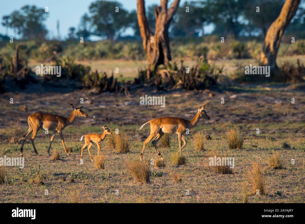 Impala (Aepyceros melampus) Weibchen mit Babys in der Jao-Konzession, Okavango-Delta in Botswana. Stockfoto