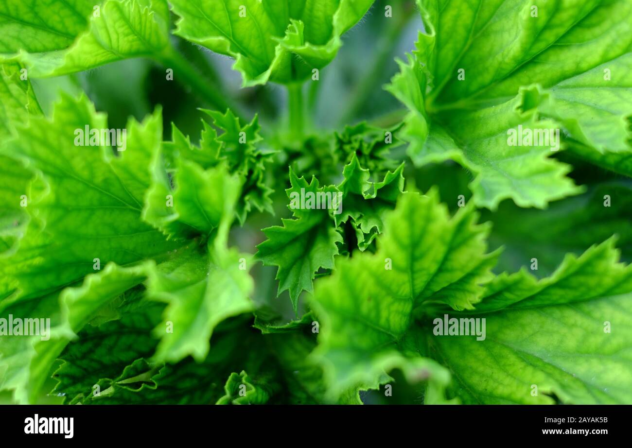 Frische junge grüne Blätter, gesund und lebendig, Sommer im Garten. Stockfoto