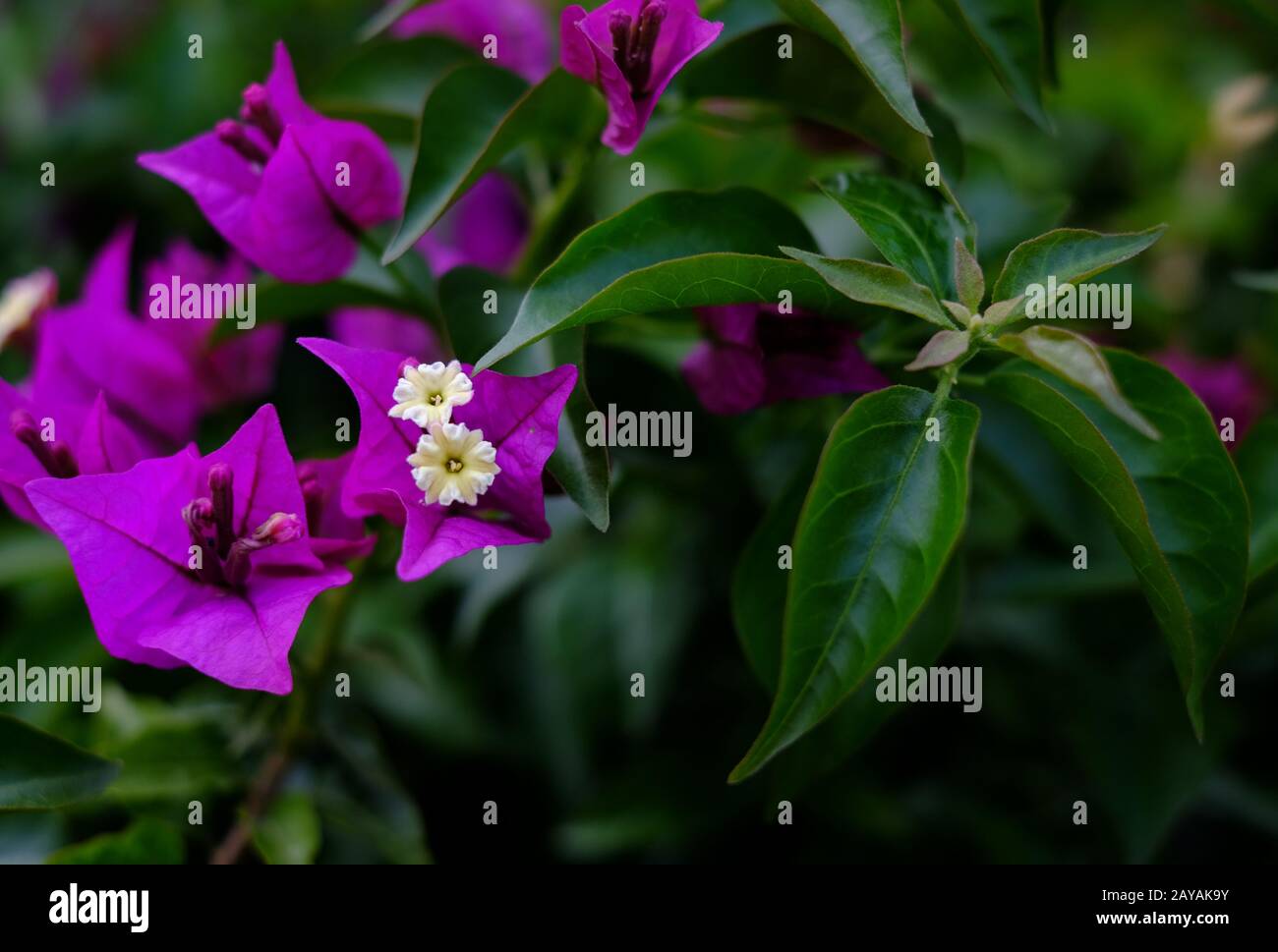 Lila Bougainvillea Blumen auf weichgrünem Blumenhintergrund. Stockfoto