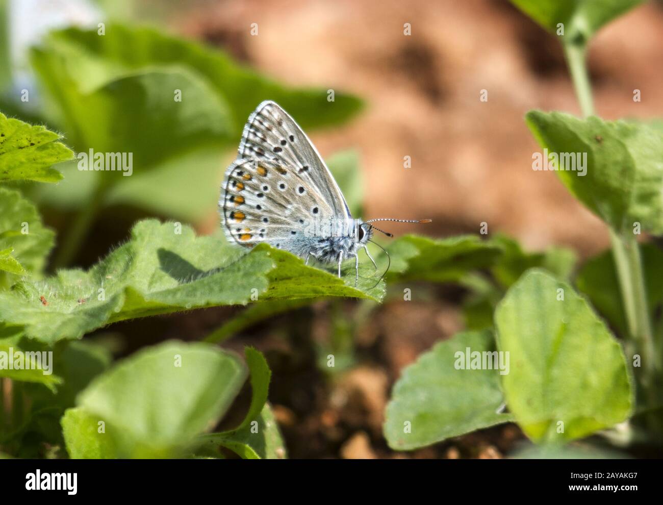 Bolata Area, Schmetterling Hauhechsel Bläuling, Bulgarien, Osteuropa, Baltikum Stockfoto