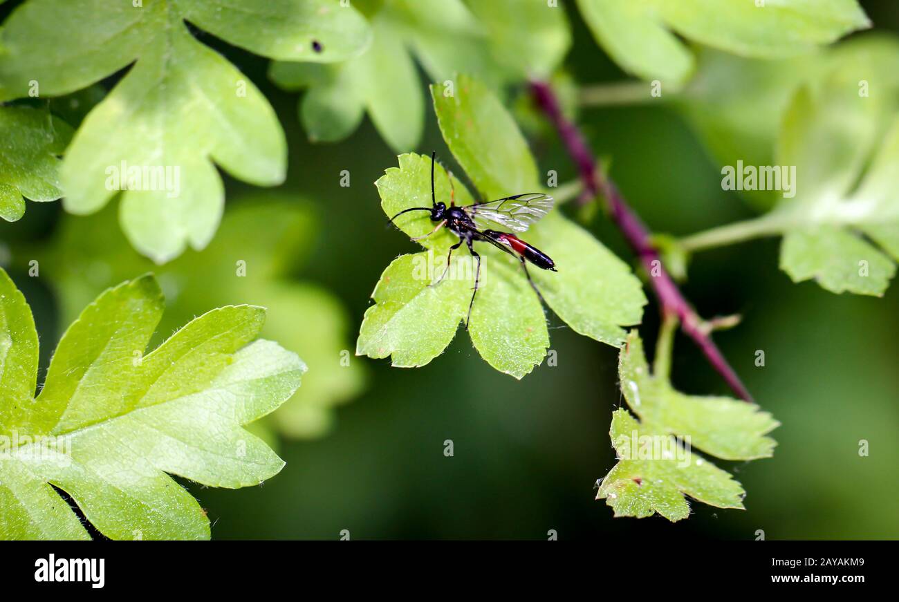 Eine Biene, Wespe, auf einer Pflanze, Blume - Insekt auf einer Pflanze Stockfoto