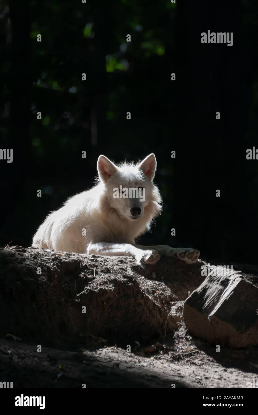 White Wolf liegt auf Dark Forest Clearing. Natur und Märchen Konzept. Stockfoto