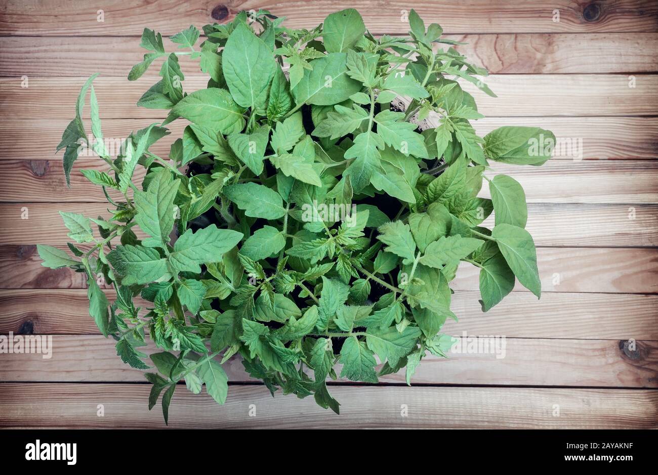 Tomaten Keimlinge in Kunststoffbehältern mit Boden. Stockfoto