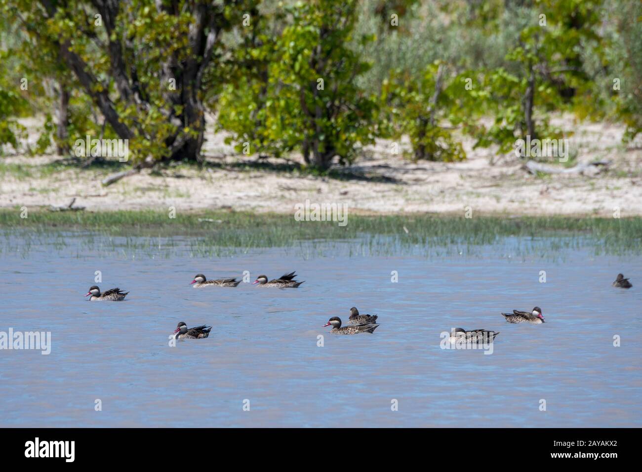 Rot-abgerechnete Tees oder rot-abgerechnete Enten (Anas erythrorhyncha) an einem Teich im Gebiet der Gomoti Plains, einer Gemeinschaftslaufkonzessionen, am Rande des Gomoti Stockfoto