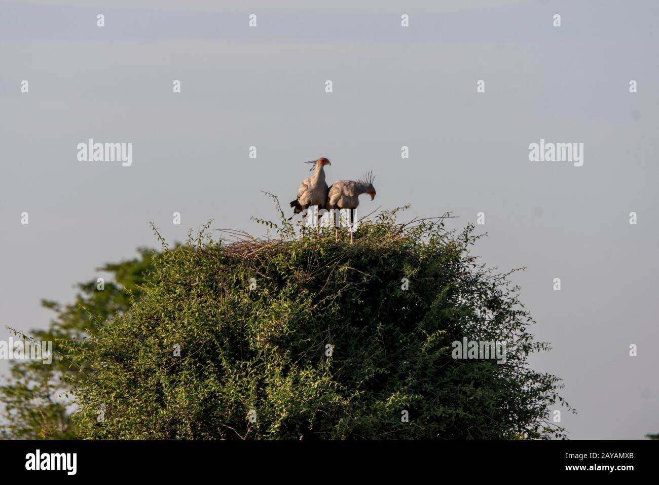 Sekretärsvögel (Sagittarius serpentarius) an ihrem Nest auf einem Baum im Gebiet der Gomoti Plains, einer Gemeinde, die Konzessionen führt, am Rande des Gos Stockfoto