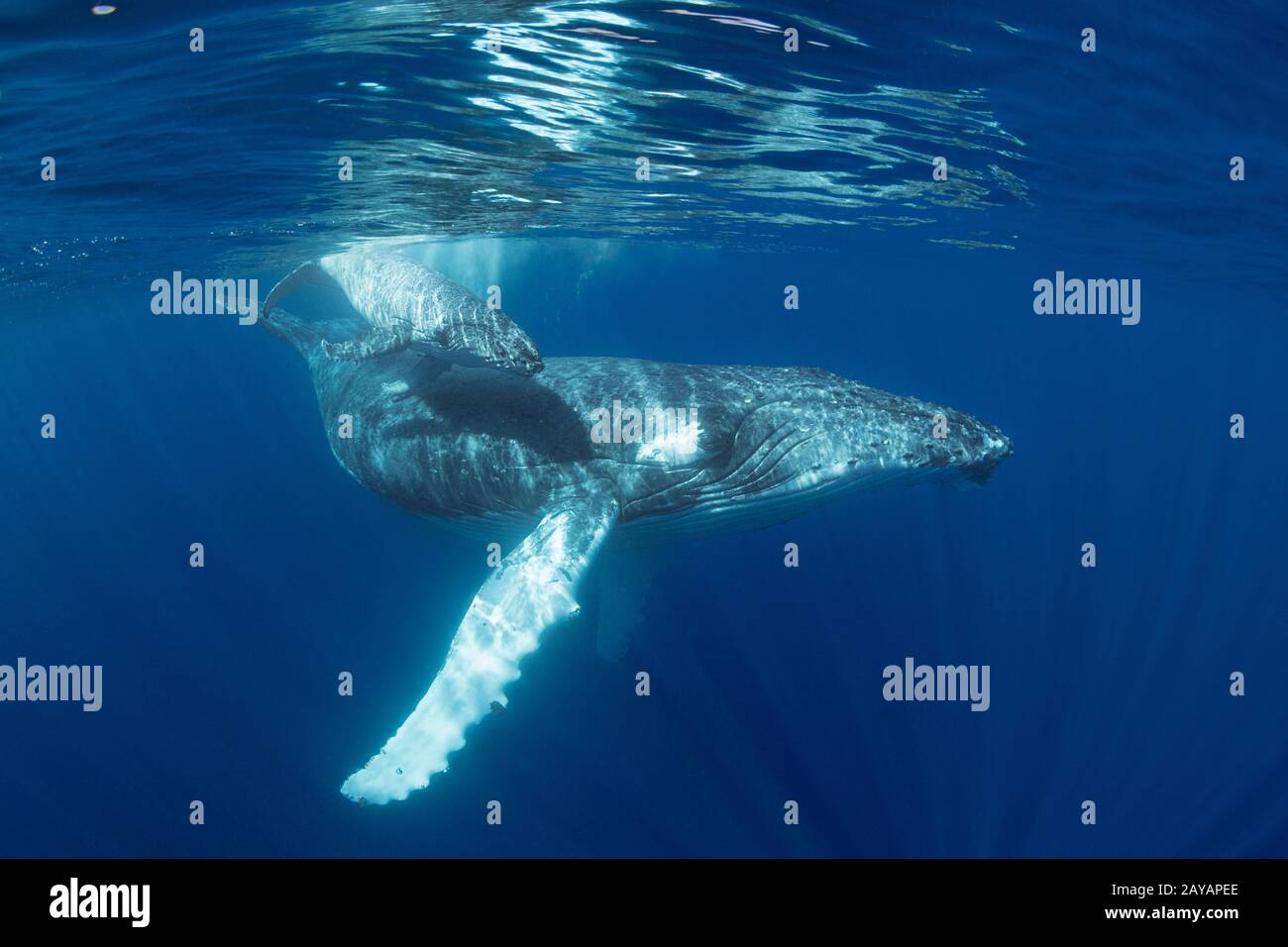 Buckelwale Mutter und Kalb, Megaptera novaangliae, in der Nähe von Nomuka Island, ha'apai-Gruppe, Königreich Tonga, Südpazifik Stockfoto