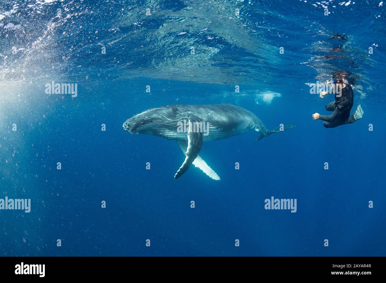 Buckelwal Kalb, Megaptera novaangliae, schwimmt hinter dem lizenzierten Tonga-Walführer Calvin Manceau, Vava'u, Königreich Tonga, Südpazifik Stockfoto