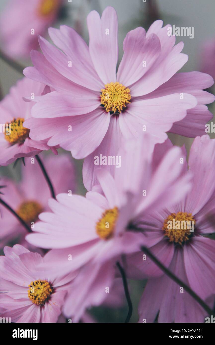 Paar rosa Schöne cosmos Blumen Stockfoto