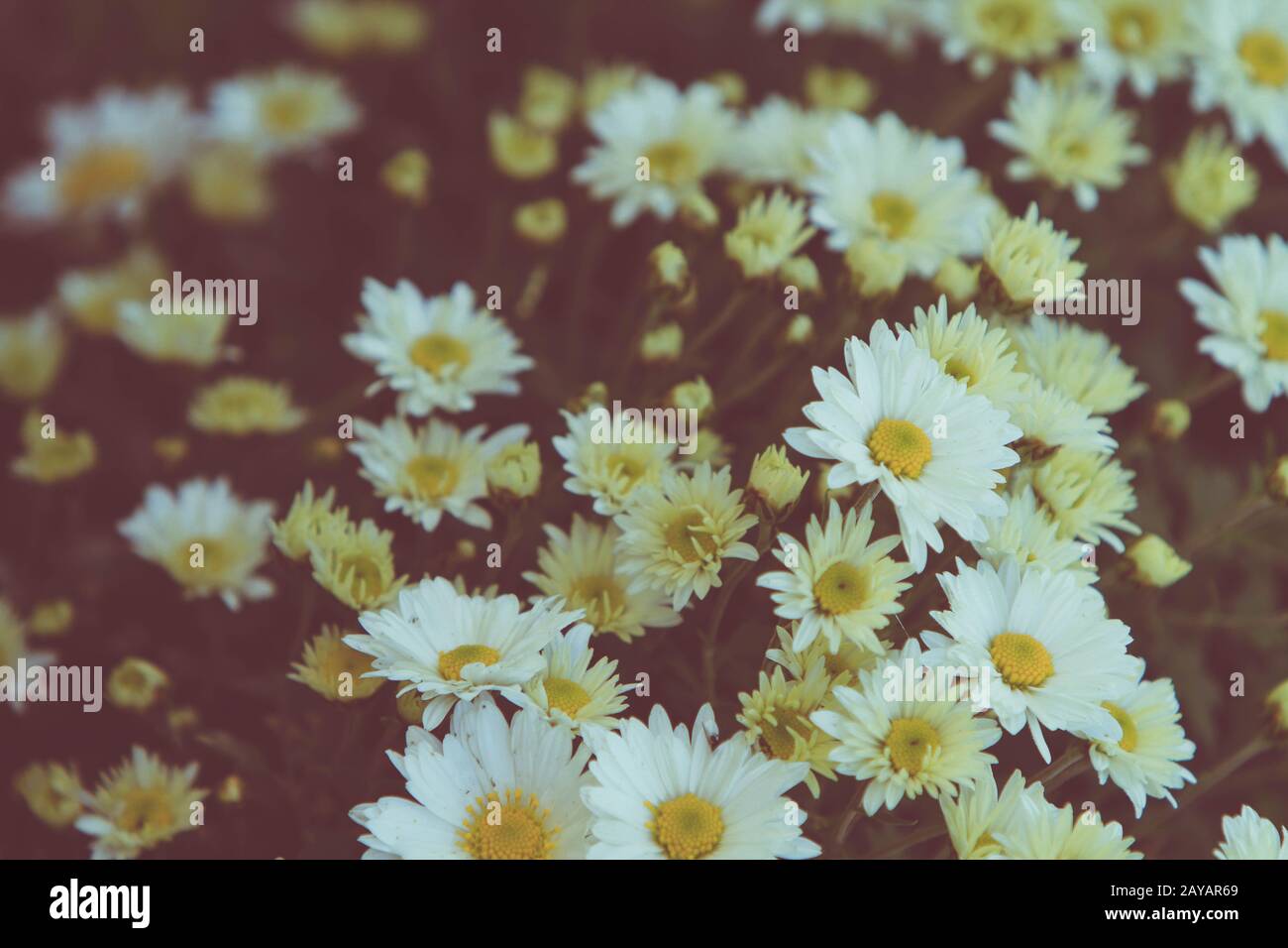 Bündel der schönen weißen Daisy Flowers Stockfoto