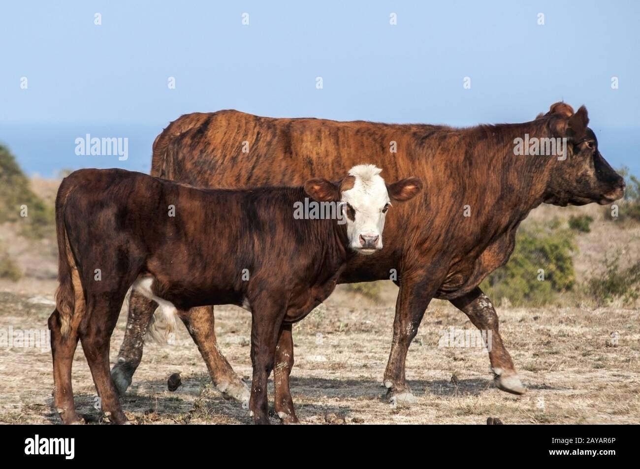 Kuh Mutter und ihrer kleinen Kalb auf der Weide am Meer Hintergrund im klaren Spätsommer Tag Stockfoto