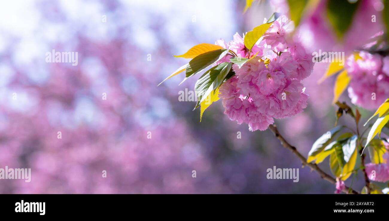 Sakura Zweig in hintergrundbeleuchtetem Sonnenlicht, schöner Naturhintergrund der Kirschblüte im Frühling Stockfoto