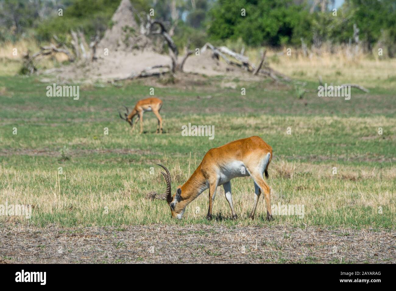 Ein roter Lechswe oder südlicher Lechswe (Kobus leche leche) Mann, der sich auf dem Flutgebiet im Gebiet der Gomoti Plains ernährt, eine Gemeinschaftsfahrkonzessionierung, am Rande Stockfoto