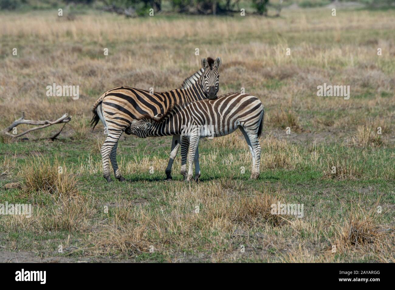 A Plains Zebra (Equus quagga, früher Equus burchellii) Mutter pflegebedürftigen ein Jahrling, auf den Überschwemmungsgebieten im Gebiet der Gomoti Plains, einem Gemeindelauf c Stockfoto