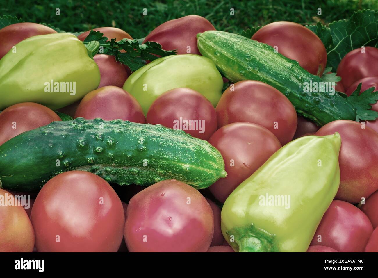 Reife Tomaten mit hellroter Farbe von kleiner Größe, Pfeffer und Gurken. Stockfoto