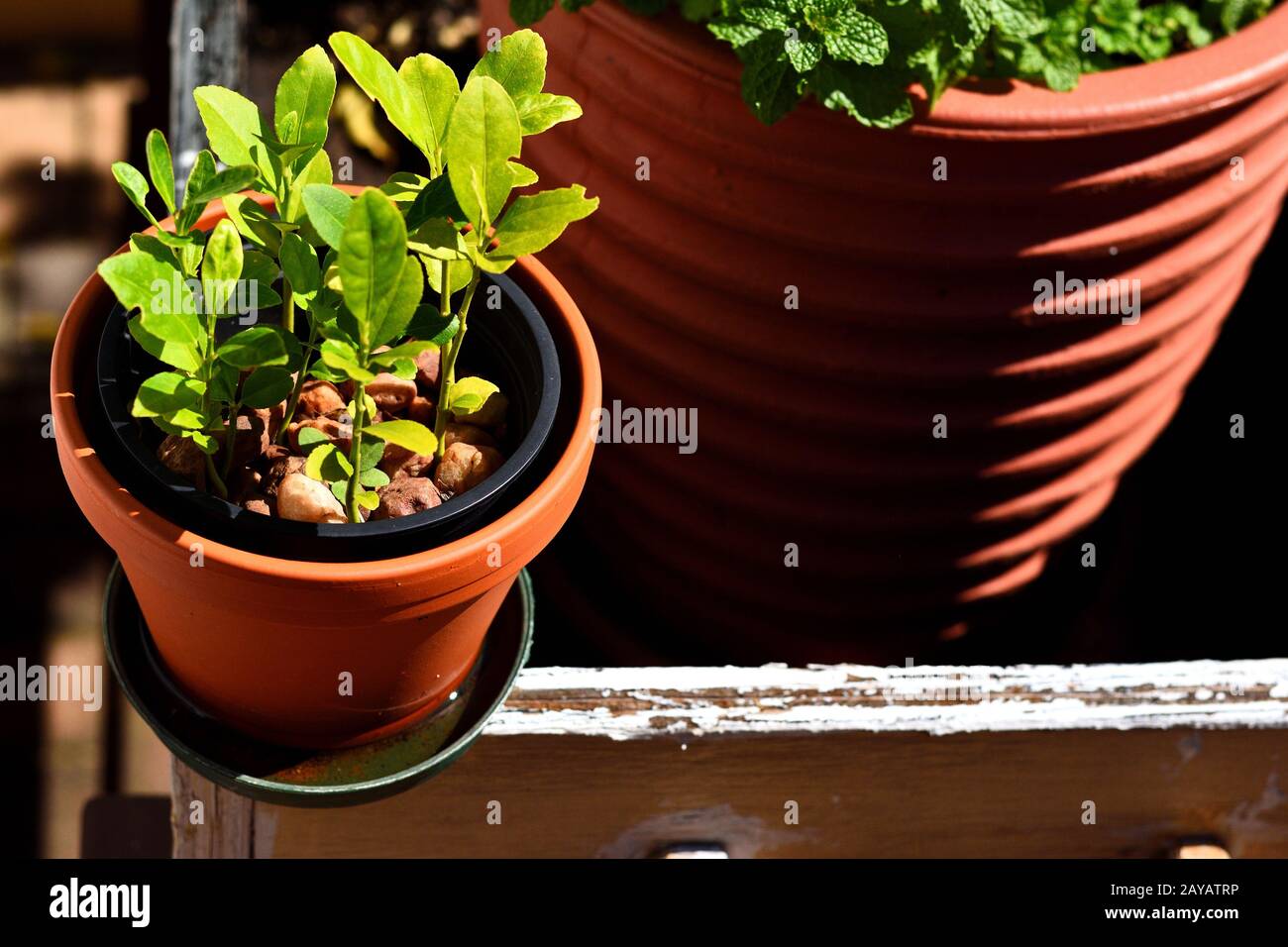 Foto von Gartentechniken im städtischen Leben. Viele Pflanzen Pflanzen Pflanzen auf einem kleinen Topf, der nebeneinander mit einem großen aufgestellt wird. Wachsen Stockfoto