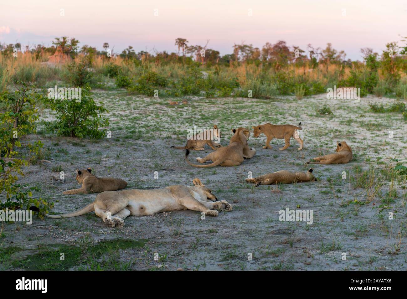 Die Szene zweier Löwlinge (Panthera leo) mit 8 etwa 6 Monate alten Jungtiere (je 4) schlafend und spielend, nachdem sie sich in den Gomoti Plains an einem Warthog ernährt hatten Stockfoto