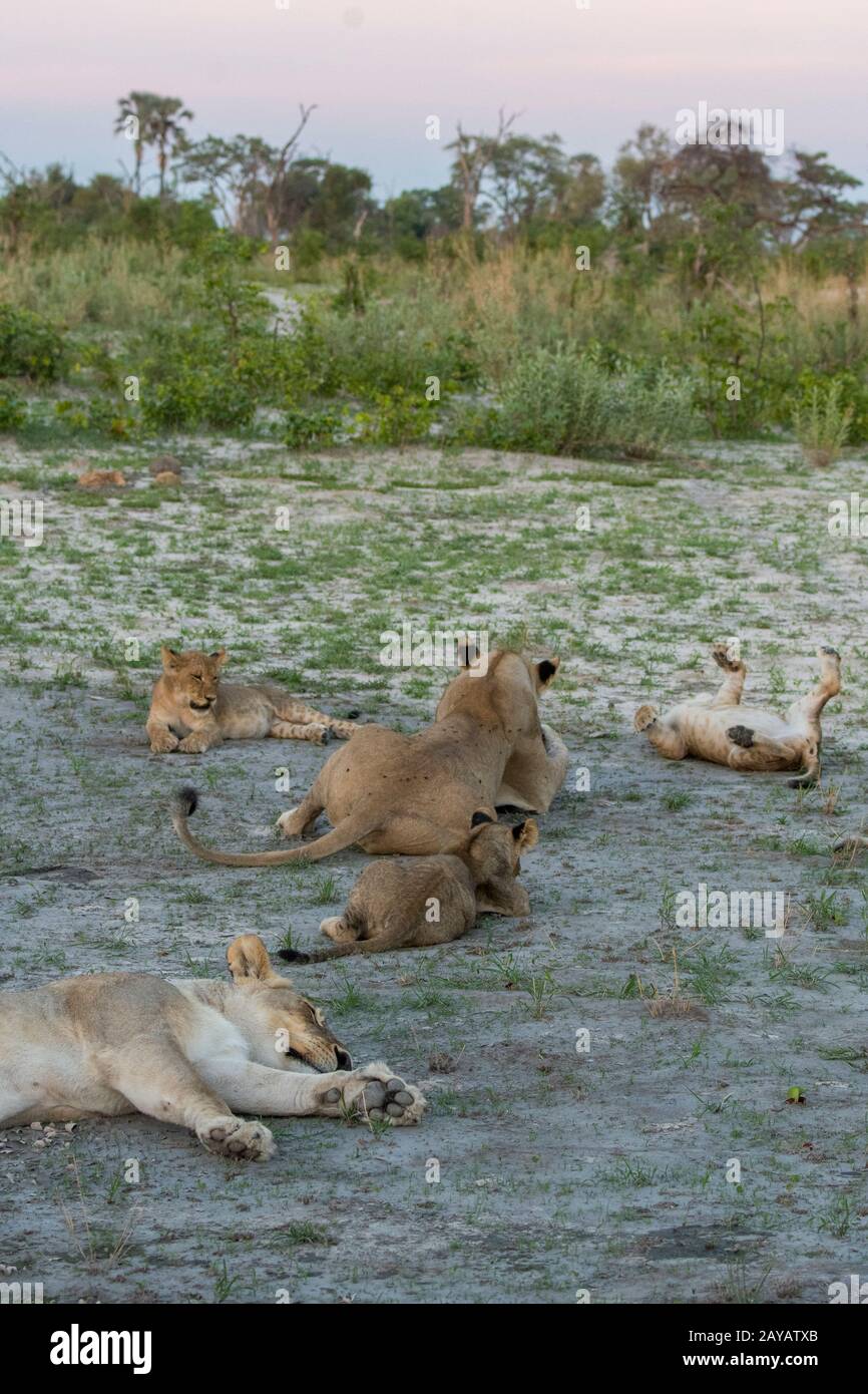 Die Szene zweier Löwlinge (Panthera leo) mit 8 etwa 6 Monate alten Jungtiere (je 4) schlafend und spielend, nachdem sie sich in den Gomoti Plains an einem Warthog ernährt hatten Stockfoto