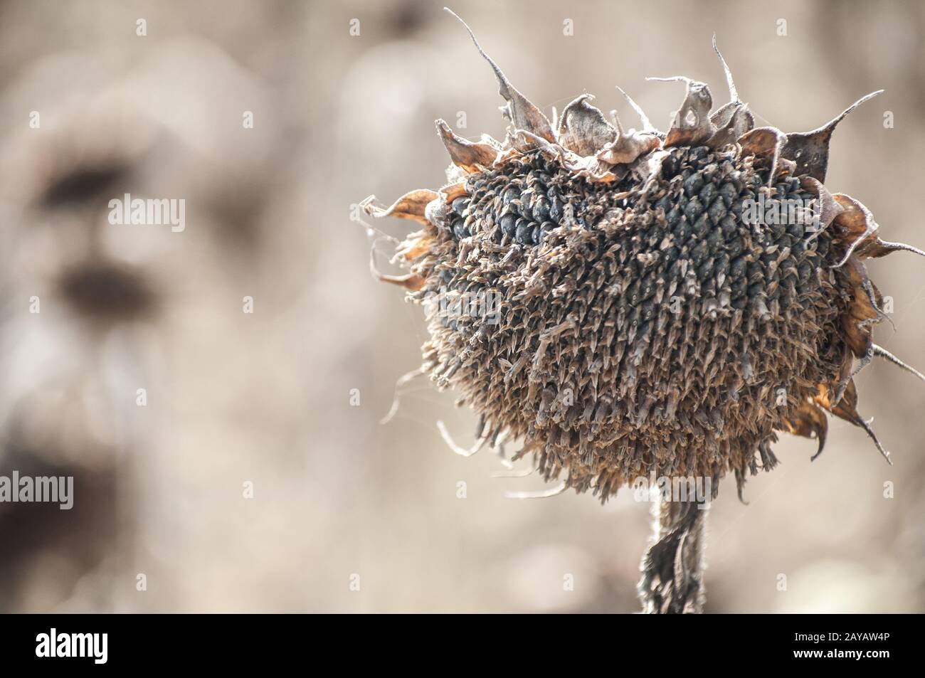 Trockene Sonnenblumen Köpfe mit Samen im Spätsommer landwirtschaftlichen Bereich closeup im sonnigen Tag Stockfoto