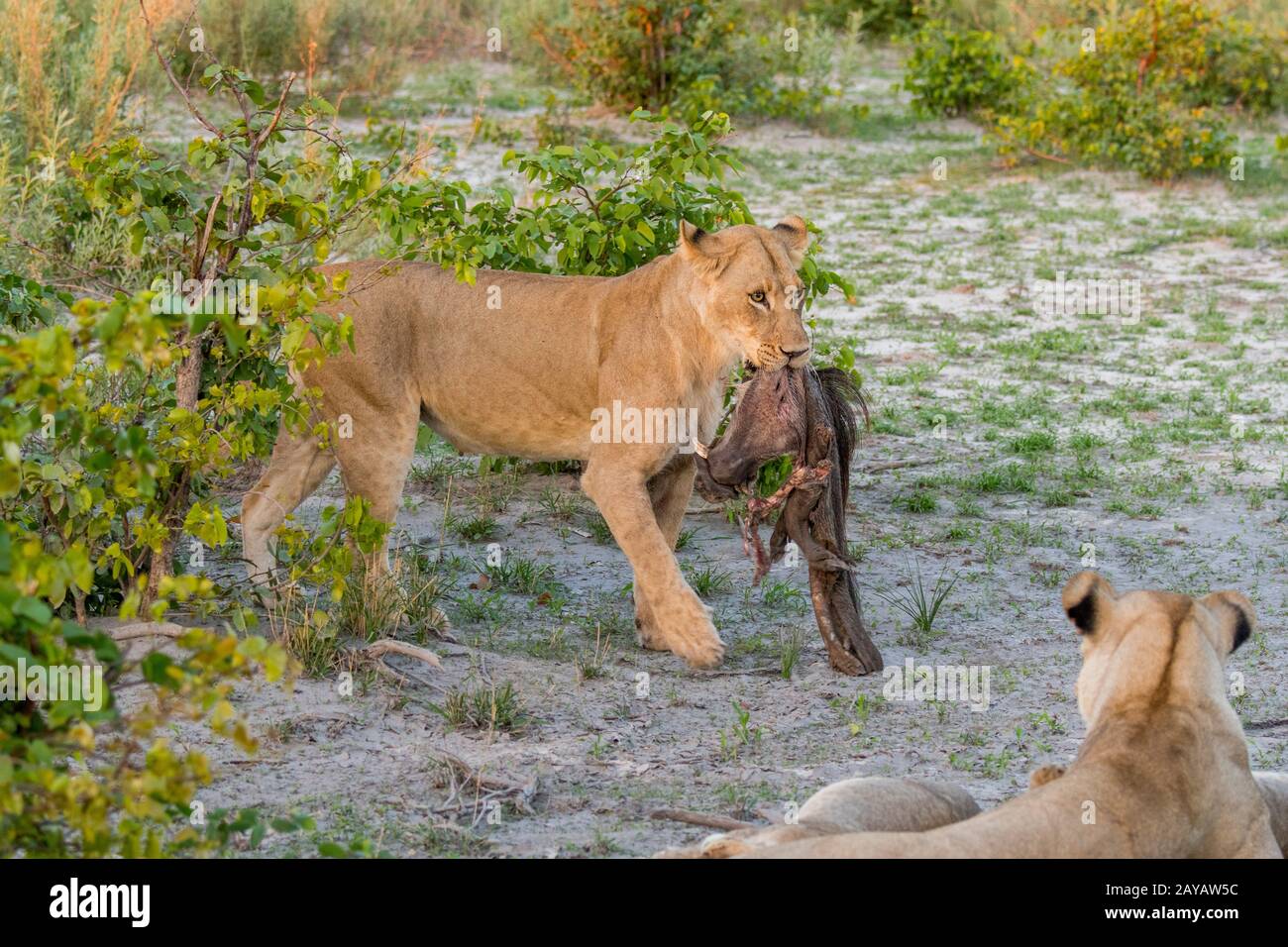 Eine Löwin (Panthera leo) trägt einen Teil eines Warthogs im Gebiet der Gomoti Plains, einer Konzession für Gemeindedurchlauf, am Rande des Gomoti-Flusssystems s. Stockfoto