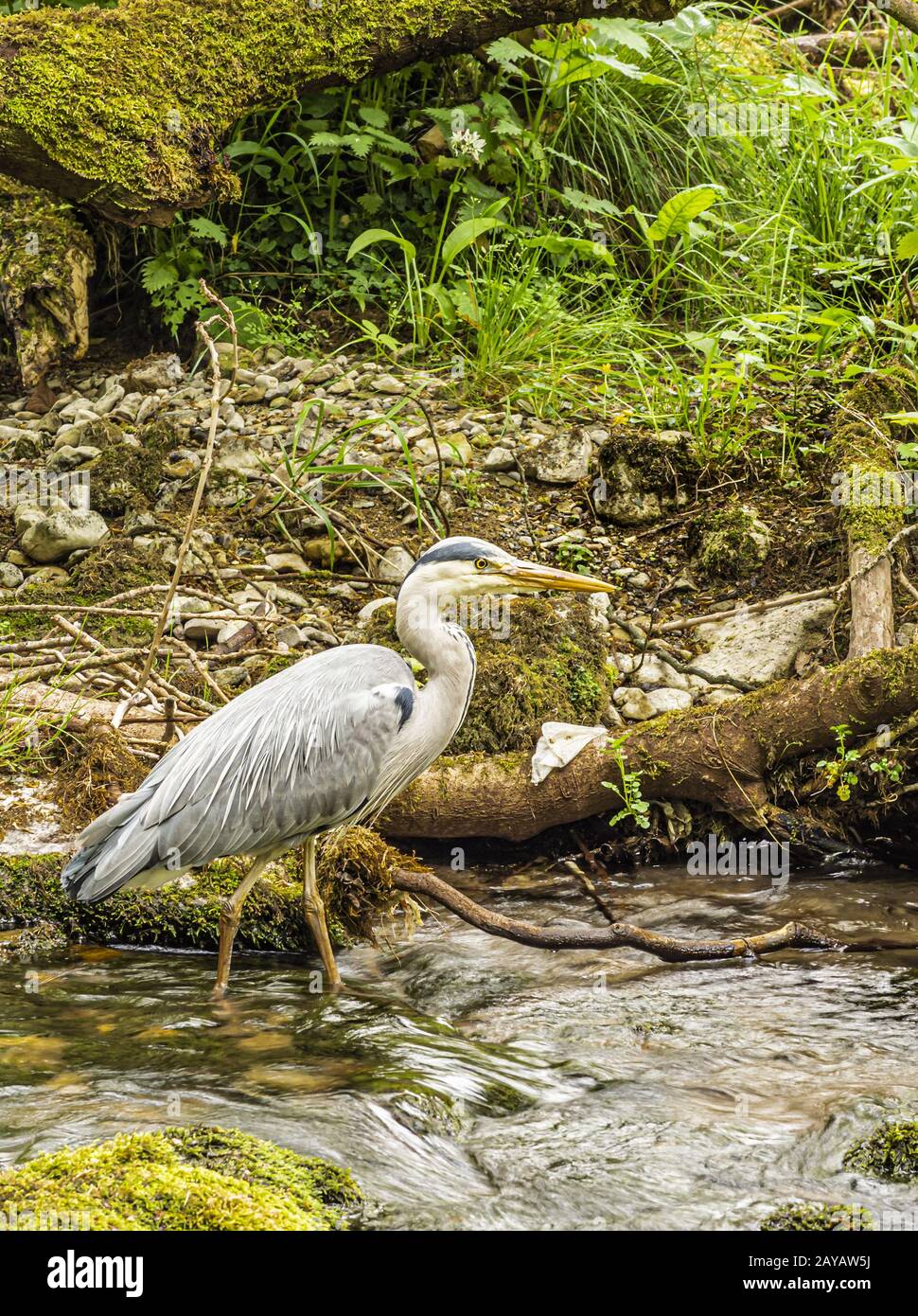 Yorkshire Dales - Heron in Gordale Scar Stockfoto