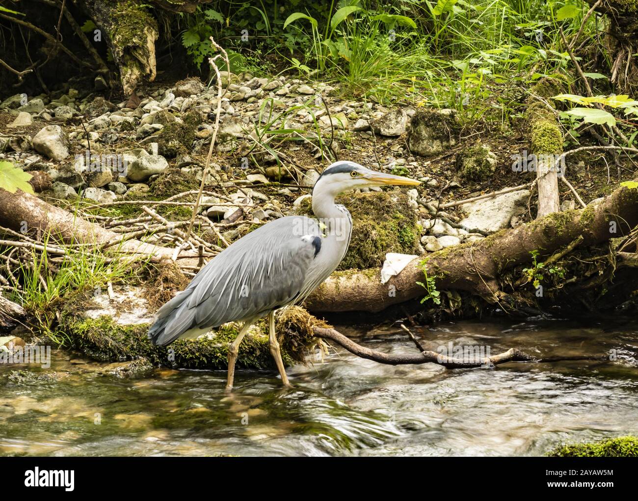 Yorkshire Dales - Heron in Gordale Scar Stockfoto