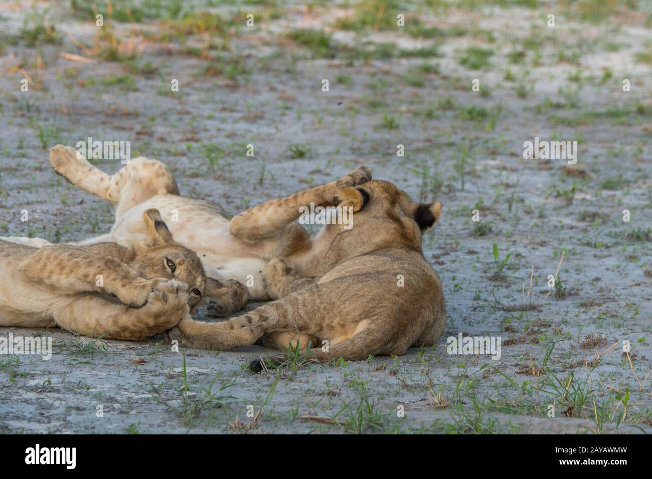 Nach der Fütterung an einem Warthog sind die etwa 6 Monate alten Löwenkuppen (Panthera leo) voll und glücklich und beginnen im Gomoti P miteinander zu spielen und zu lecken Stockfoto