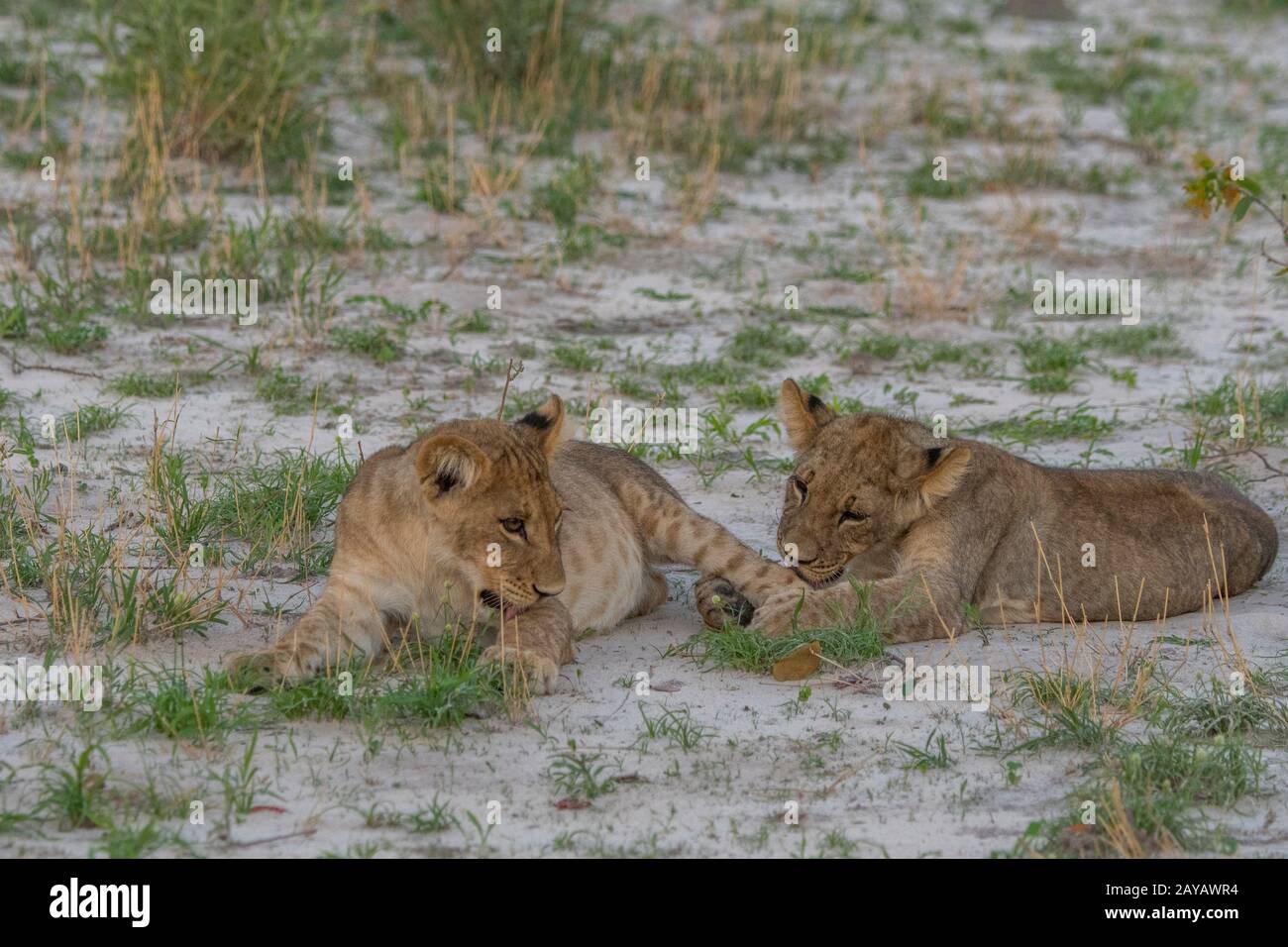 Nach der Fütterung an einem Warthog sind die etwa 6 Monate alten Löwenkuppen (Panthera leo) voll und glücklich und beginnen im Gomoti P miteinander zu spielen und zu lecken Stockfoto