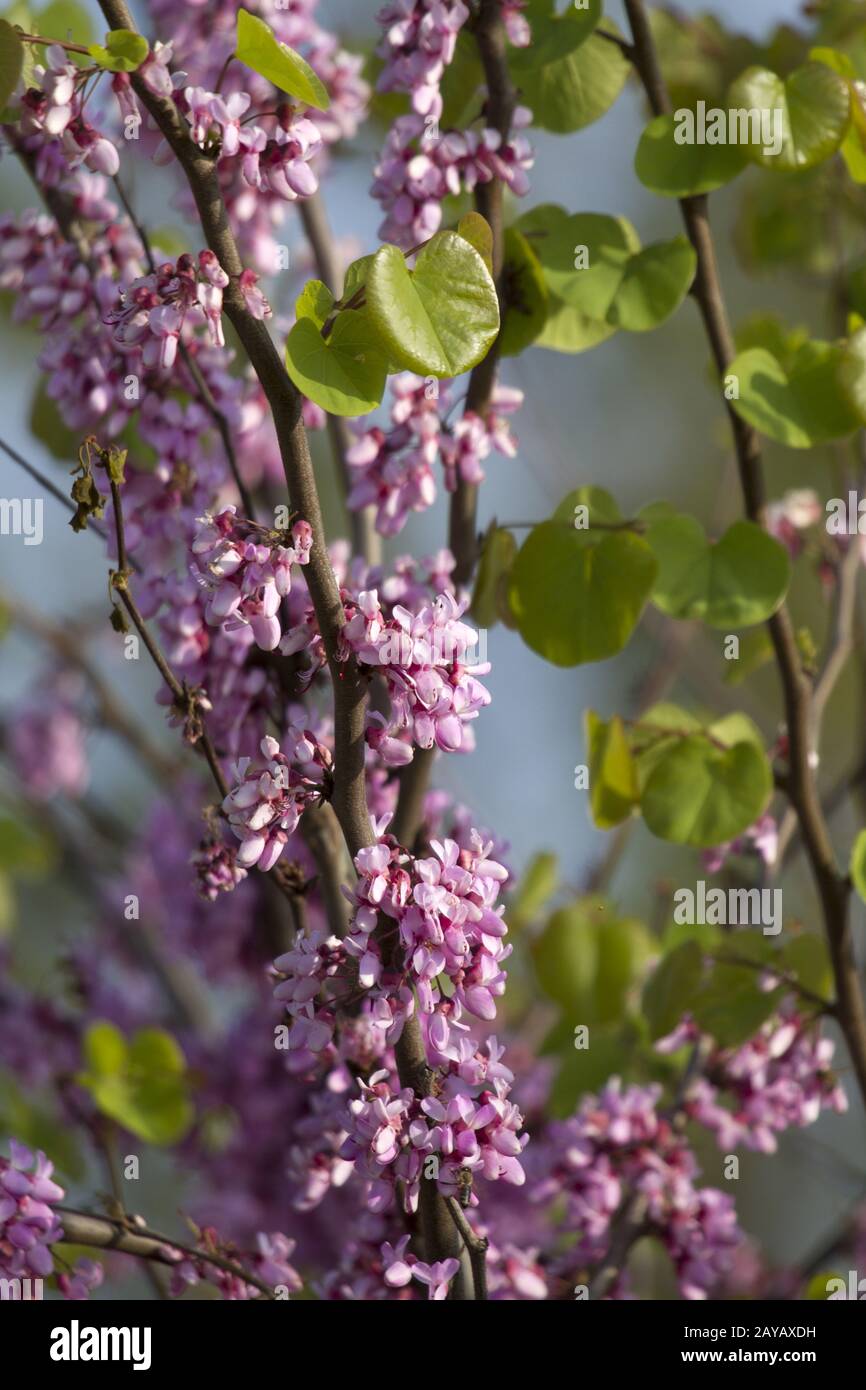 Krapets, Judas Tree, Bulgarien, Easteurope Stockfoto