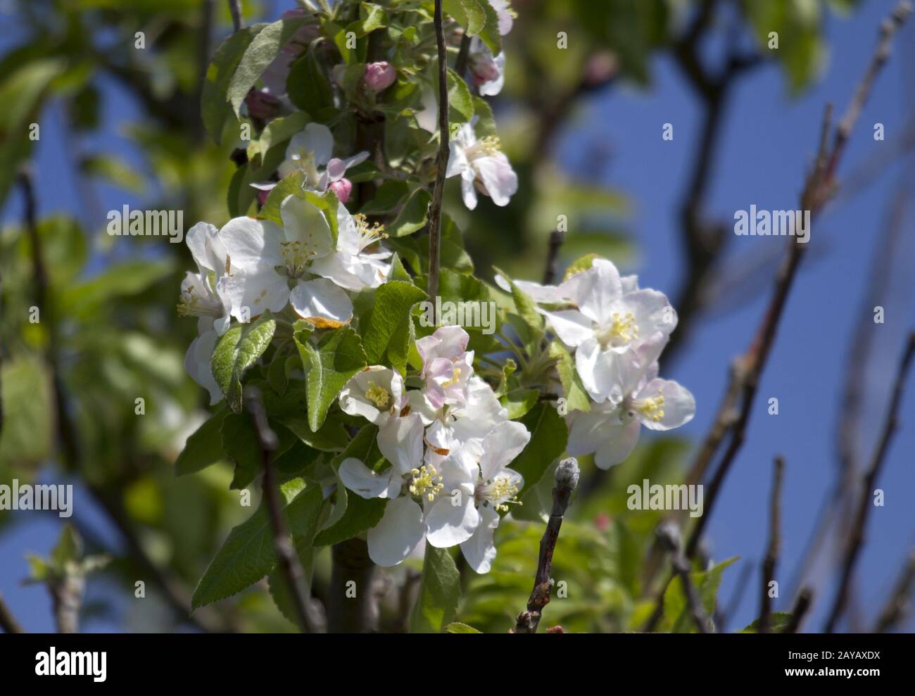 Kap Kaliakra, Flower, Wild Cherry, Bulgarien, Baltic States, Osteuropa Stockfoto