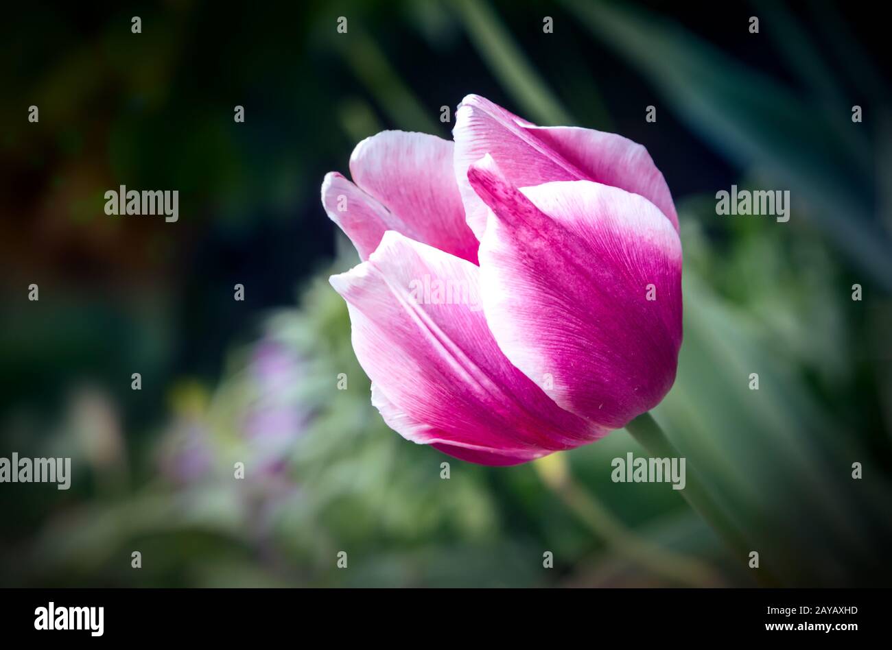Rosa Tulpe mit grünen Blättern auf dem Tisch Stockfoto