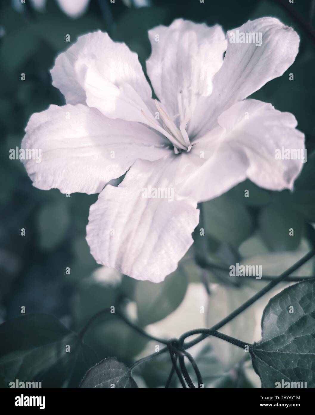 Wunderschöne rosafarbene Blumen von Clematis auf dem Hintergrund der Blätter Stockfoto