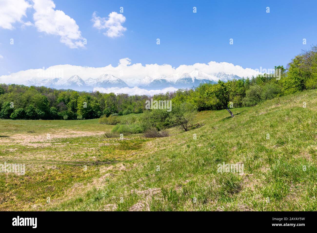 Idyllische frühling landschaft Composite. Wiese unter den Wald. Hohe Tatra Bergkamm mit Schnee bedeckten Gipfeln in der Ferne. sonniges Wetter mit Stockfoto