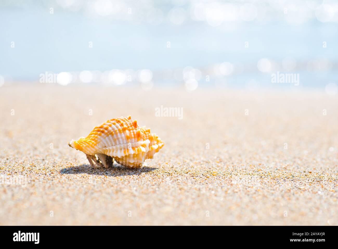 Makroaufnahme von Shell im Sand Strand Stockfoto