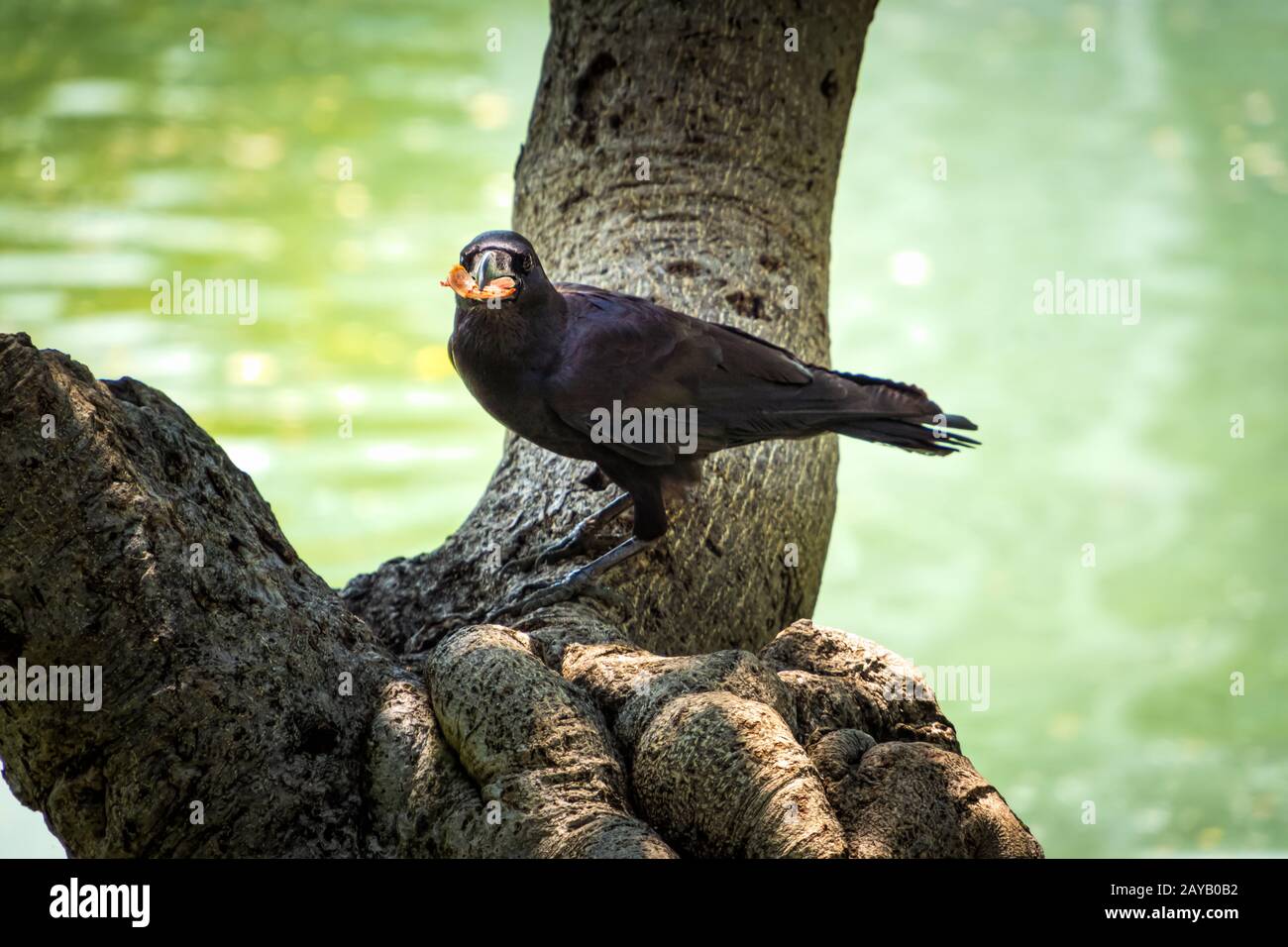Schwarze Krähe, die eine Kralle aus Krabben isst, Lumpini Park, Bangkok Thailand Stockfoto