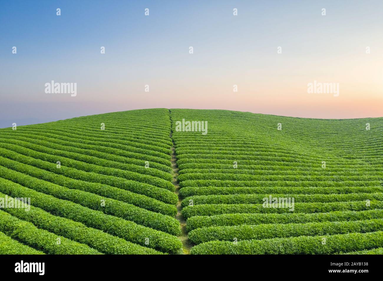 teeplantage im Morgengrauen Stockfoto