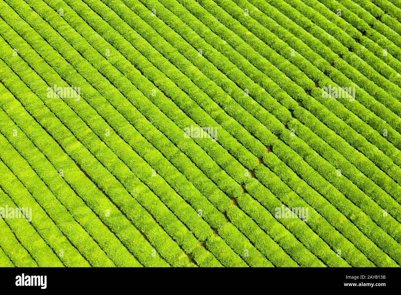 Hintergrund der teeplantage Stockfoto