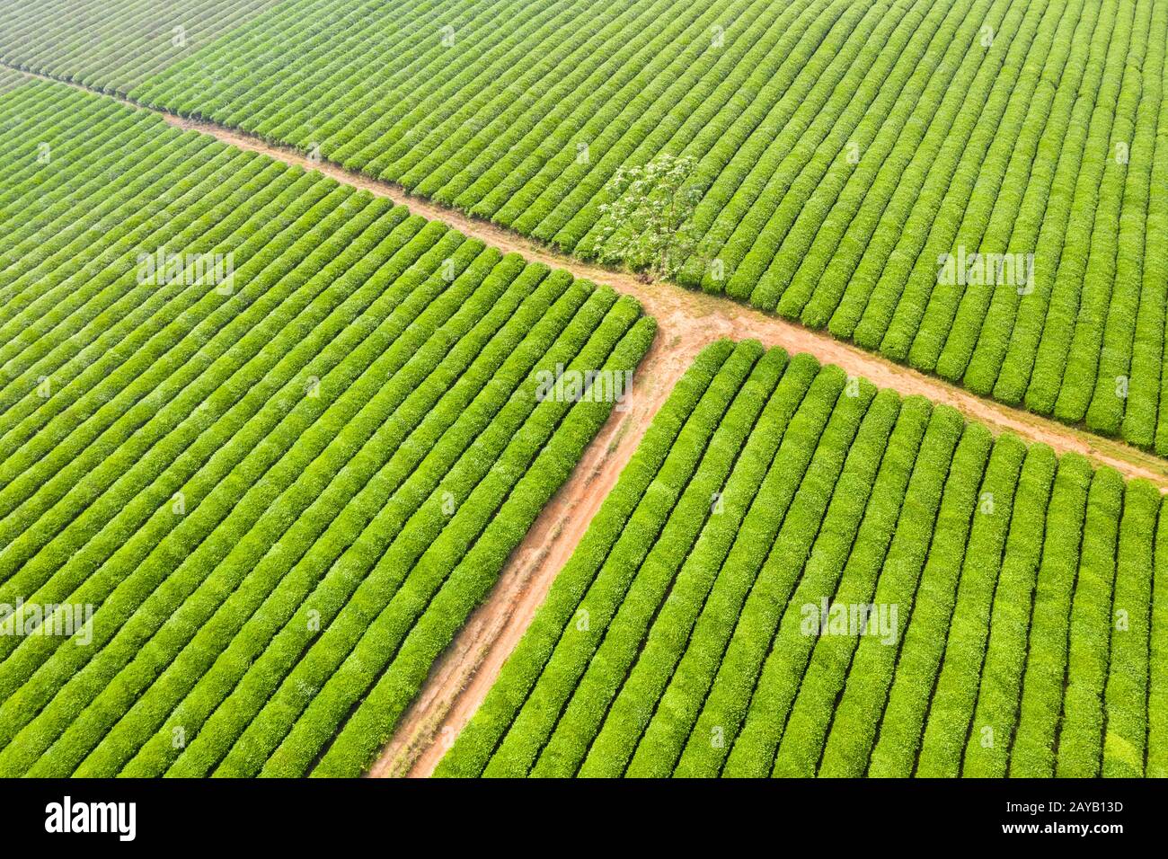 Luftaufnahme der Teeplantage im Frühjahr Stockfoto