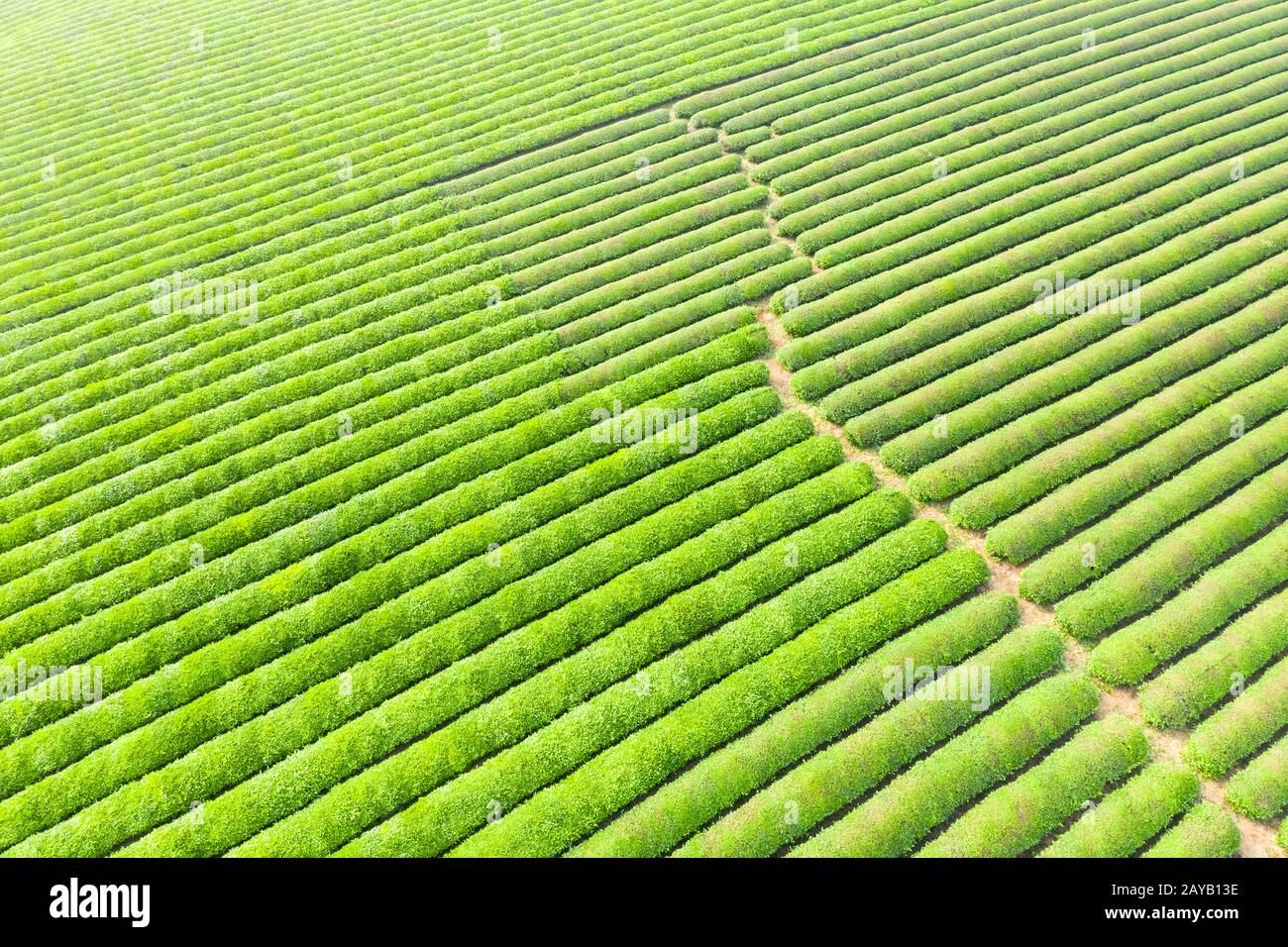 Grüne Teeplantage, Luftbild Stockfoto