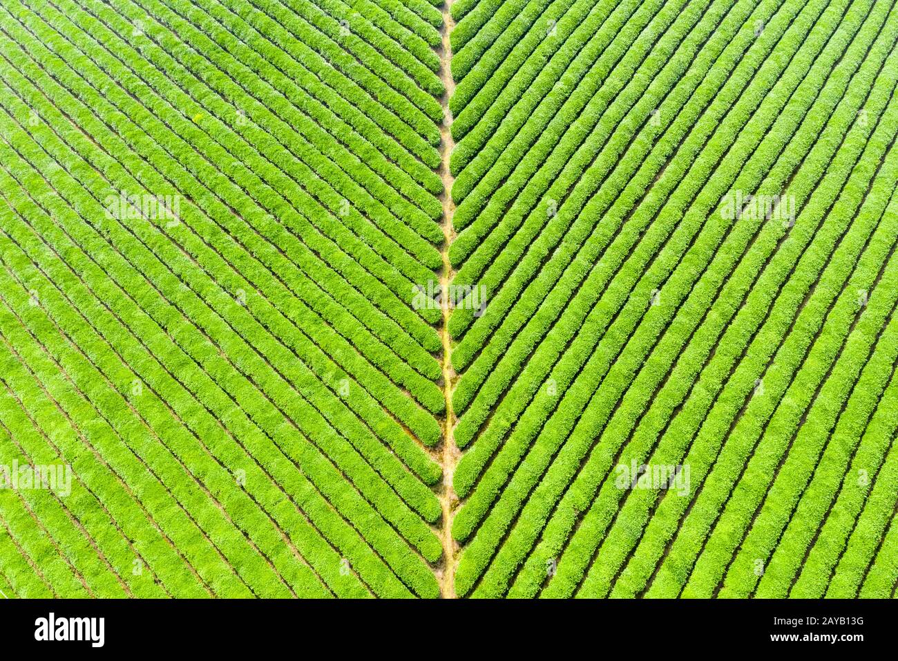 Schöne Teeplantage Hintergrundtextur Stockfoto