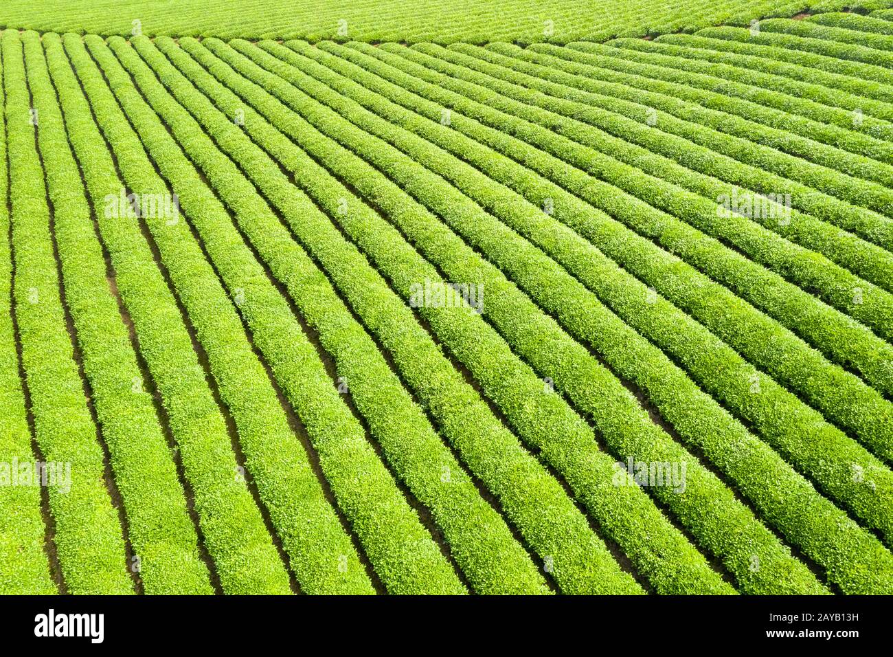 Schöne Teeplantage Stockfoto