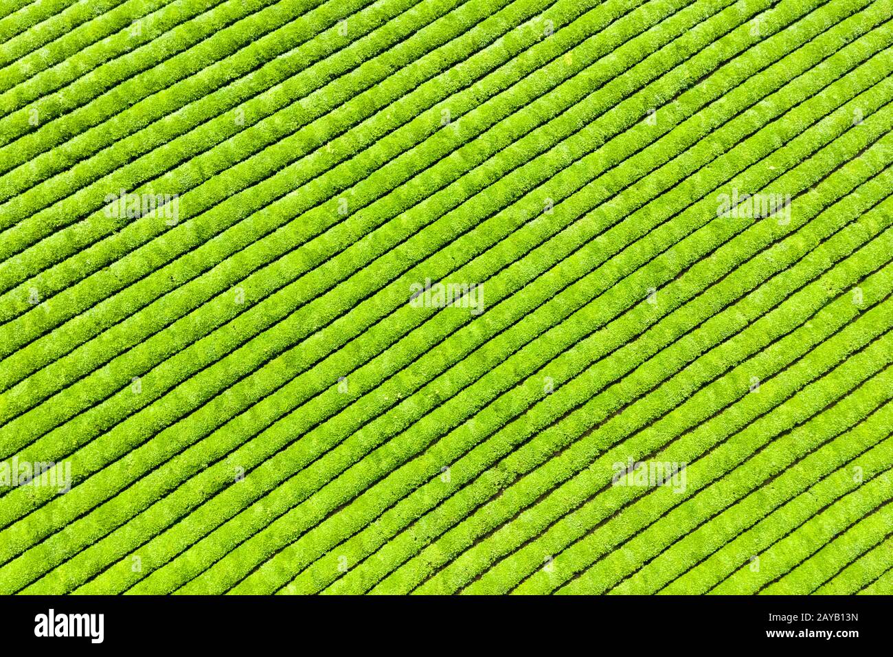 Hintergrund der teeplantage Stockfoto