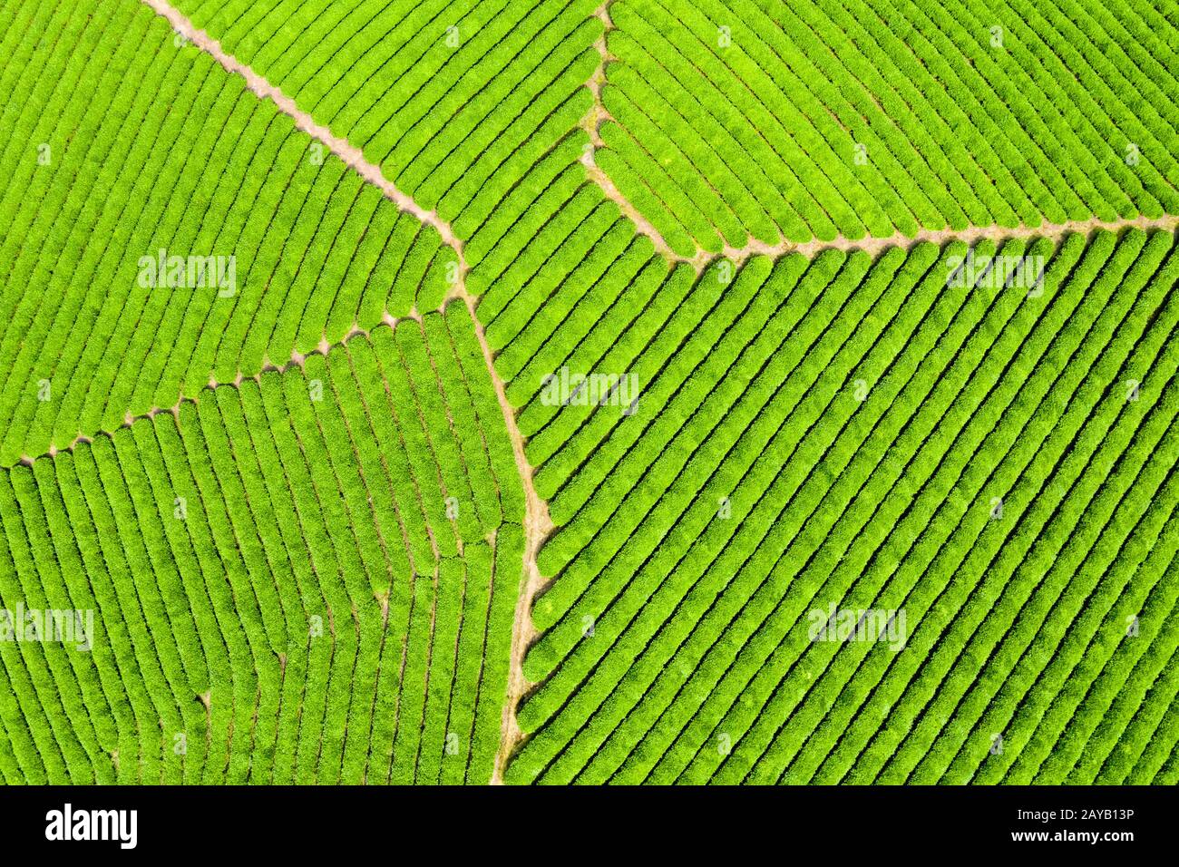 Luftaufnahme der Frühlings-Teeplantage Stockfoto